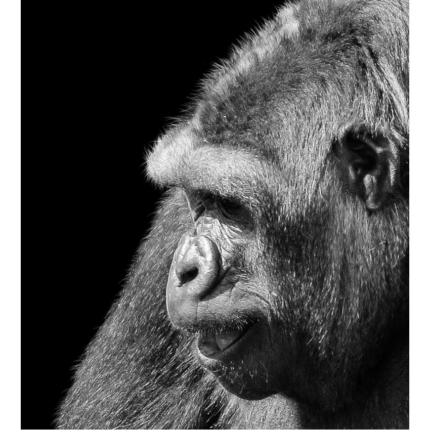 Gorilla i profil - Svartvit poster