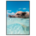 Gris i exotiskt vatten - poster