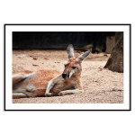 Cute animal kangaroo - Simple kids poster