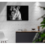 Lion portrait - Black and White Poster