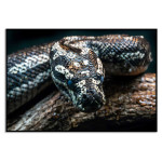 Orm poster - Djurtavla