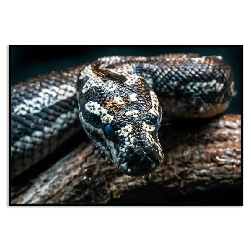 Orm poster - Djurtavla