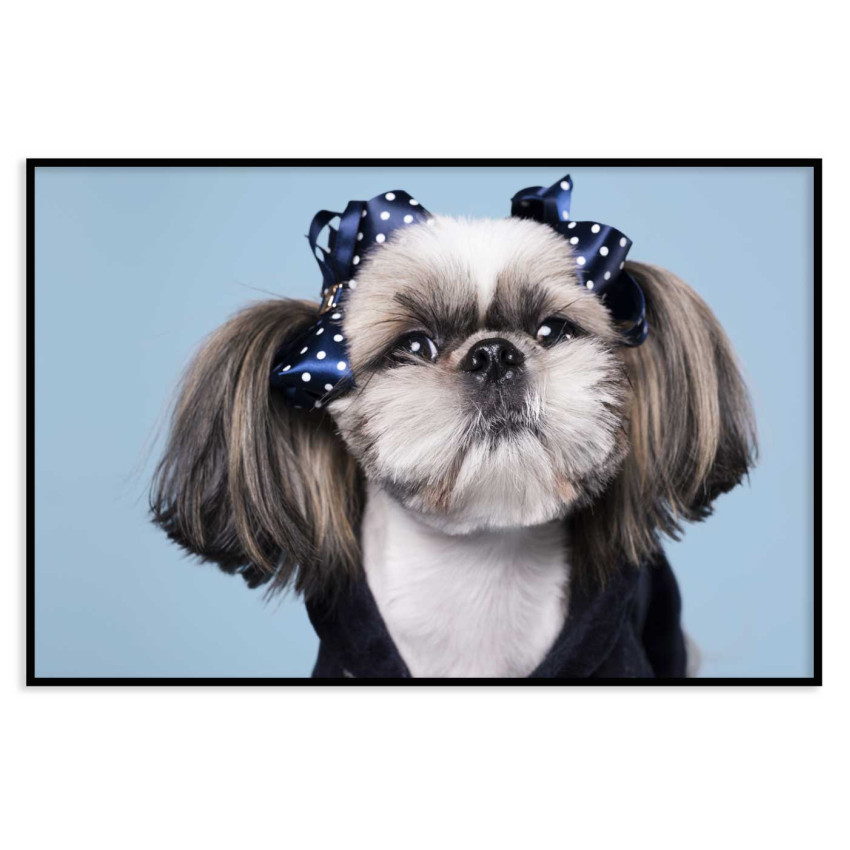 Söt Shih tzu hund - Enkel djurtavla