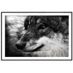 Wolf - Big Size Black and White Poster