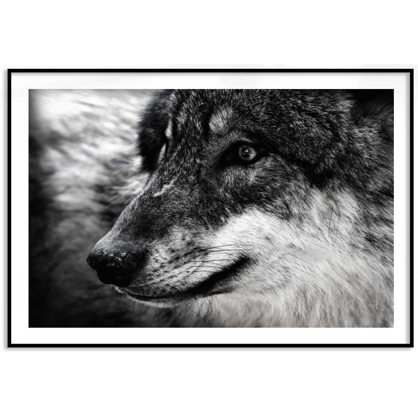 Wolf - Big Size Black and White Poster