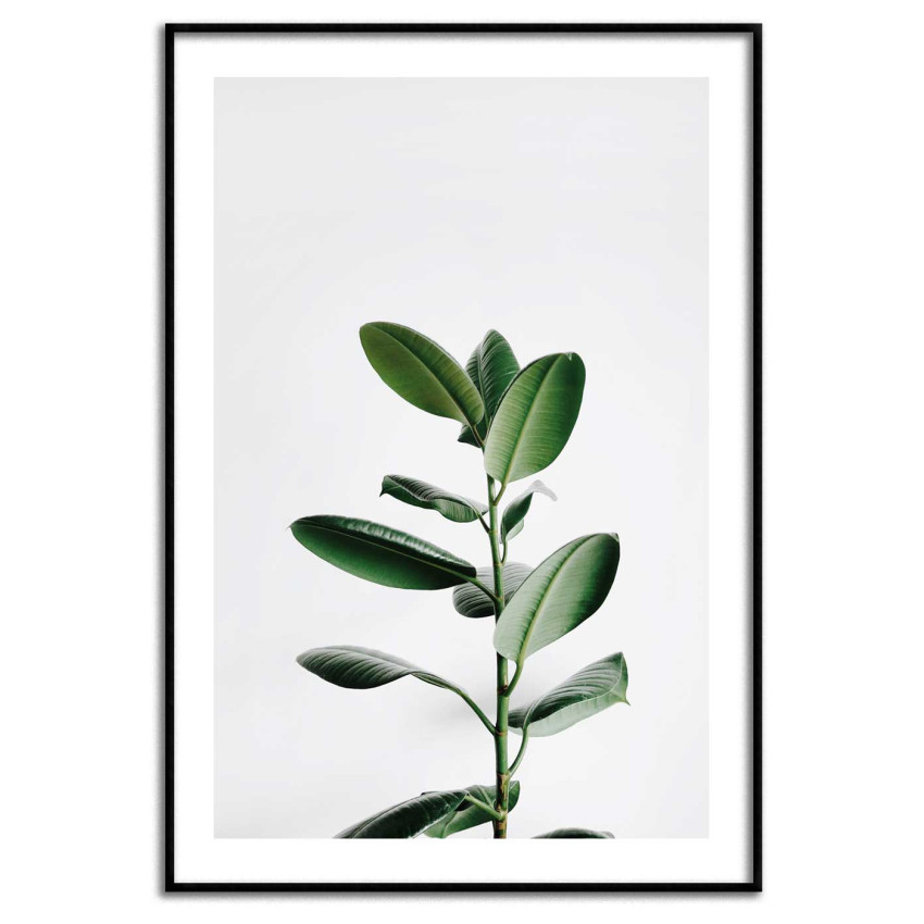 Enkel Poster med Grön Krukväxt och Vit Bakgrund