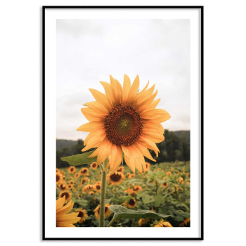 Solros - Gul växt poster