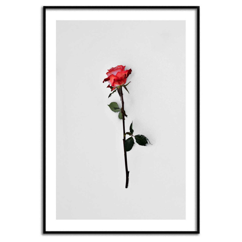 Simple Poster with a Red Rose and White Background