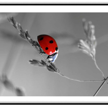 Insects posters 2020