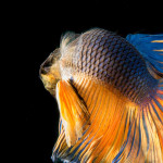 Kampfiskar i Olika Färger - Tredelad Tavla