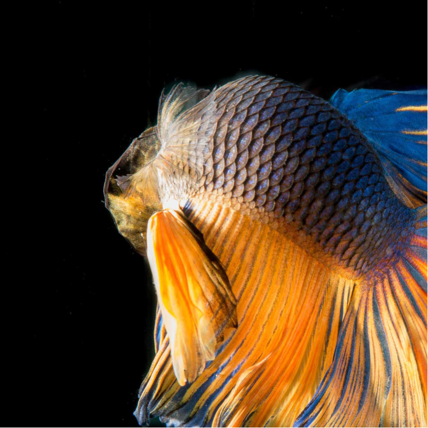 Kampfiskar i Olika Färger - Tredelad Tavla