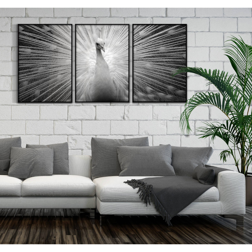 Peacock - Three Piece Poster 