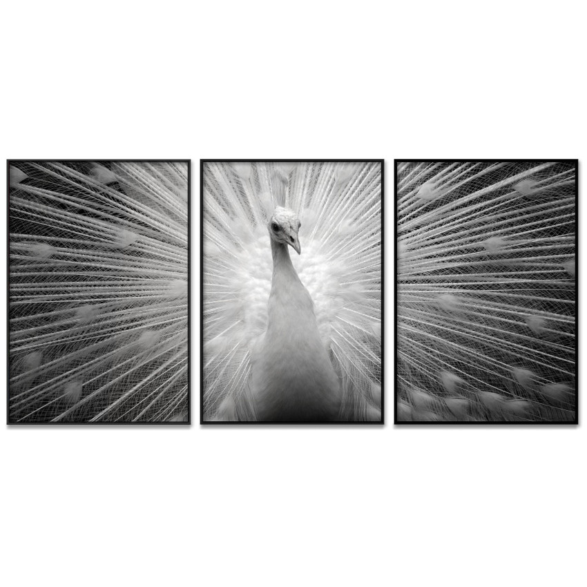 Peacock - Three Piece Poster 