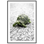 Sk&ouml;ldpadda fotografi - Gr&ouml;n poster