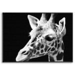 Giraffe - Black and White Poster
