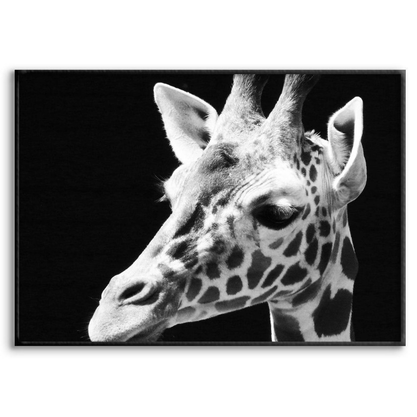 Giraffe - Black and White Poster