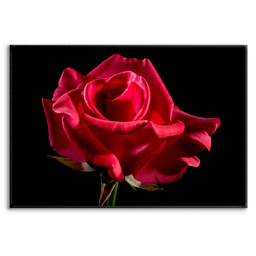 Red Rose & Black Background - Simple Poster