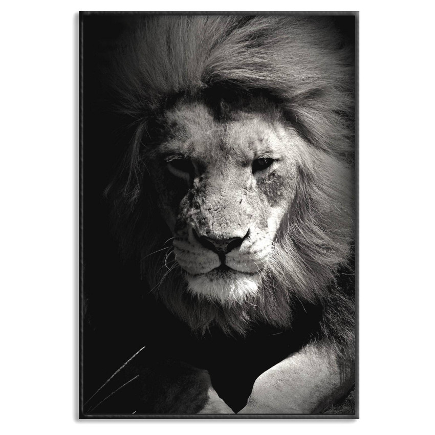 Lion - Black and White Poster