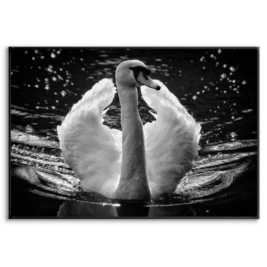 Beautiful Swan - Poster