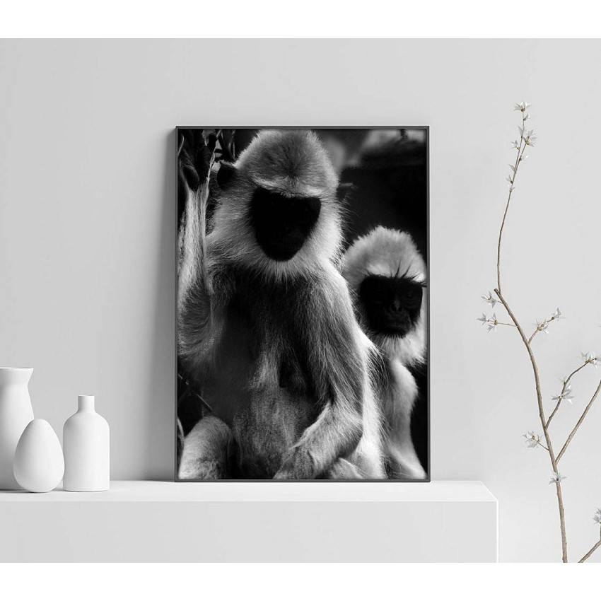 Apor - Cool Svartvit Poster 