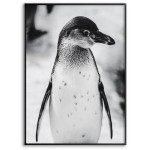 Penguin - Simple Black and White Poster