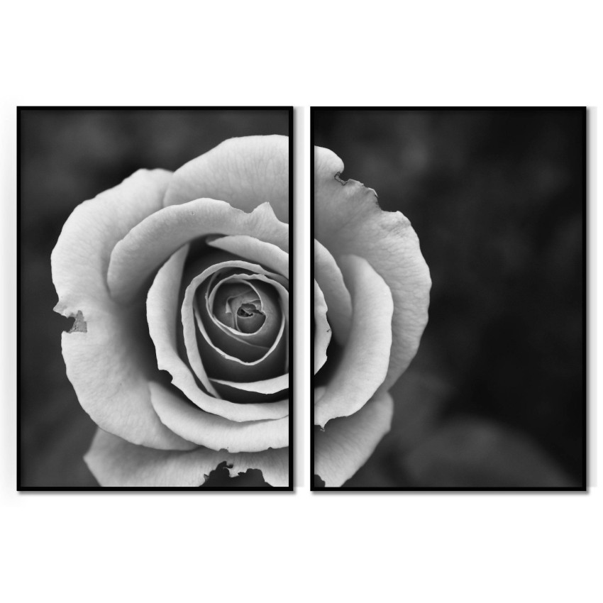 Rose - Black and White Poster in Two Pieces