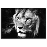 Lion - Black and White Poster
