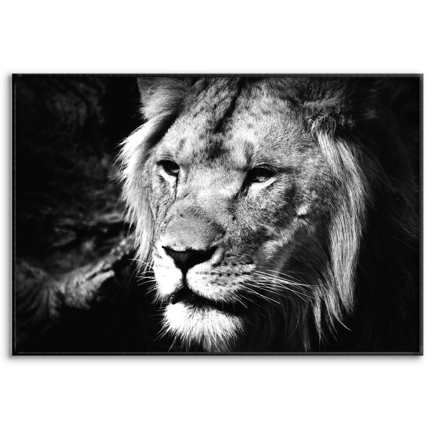 Lion - Black and White Poster
