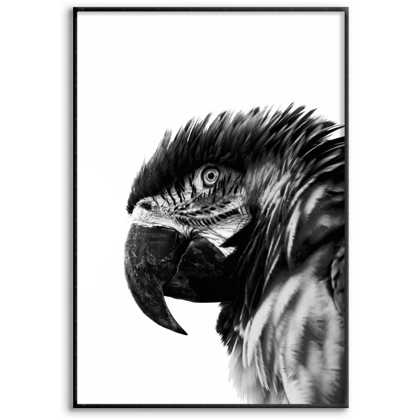 Parrot - Black and White Poster