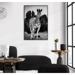 Zebra Springer - Svartvit Poster