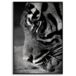 Tiger Close Up - Poster
