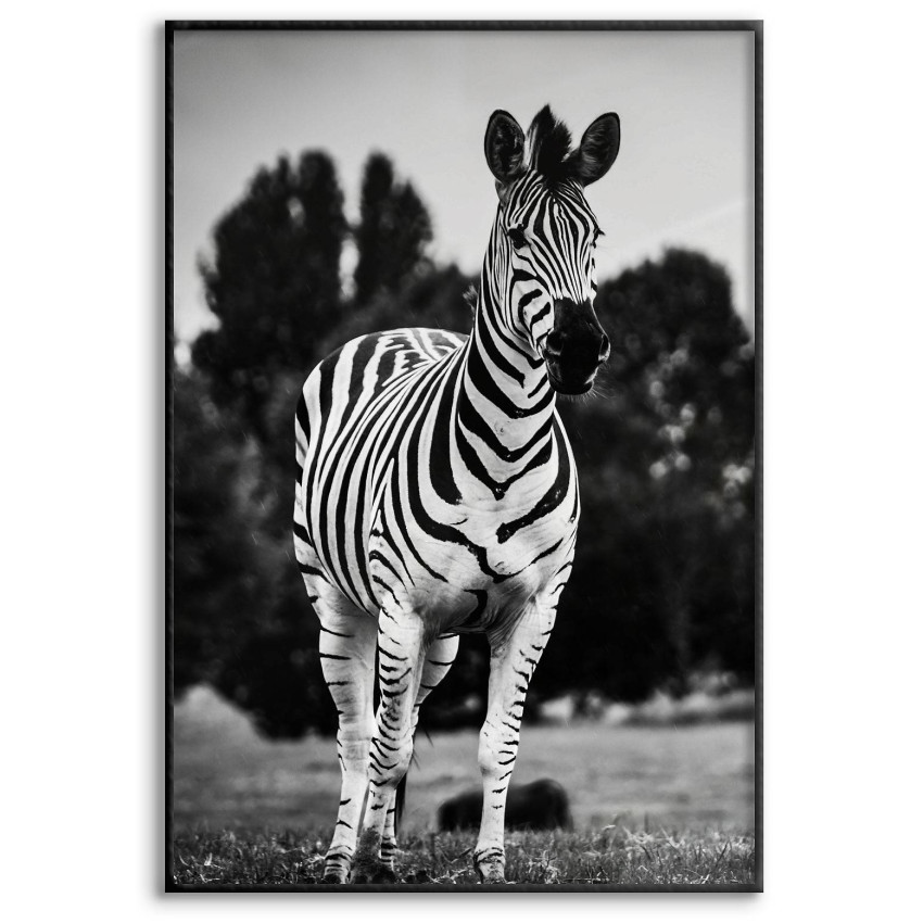 Zebra Springer - Svartvit Poster