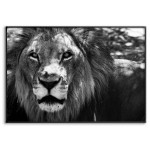 Vackert lejon porträtt - Affisch