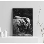 Elephants - Black and White Poster