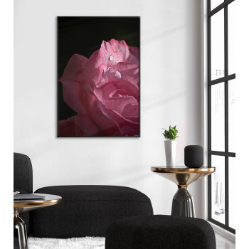 Rosa ros - Enkel botanisk poster