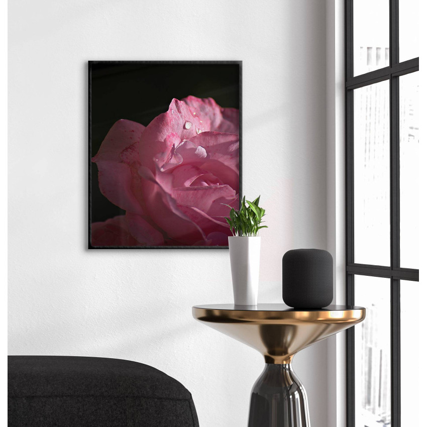 Rosa ros - Enkel botanisk poster