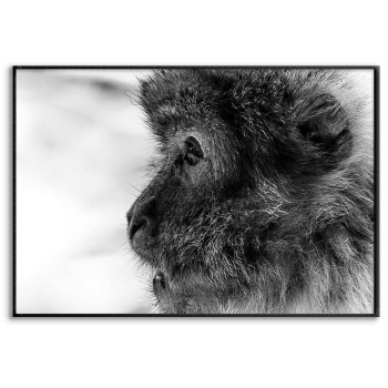 Söt liten apa i profil - Svartvit poster