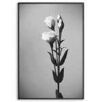 Tulips - Simple Black and White Poster