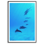 Delfiner - Simpel Poster