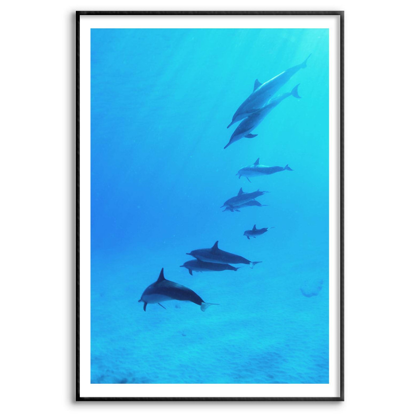 Delfiner - Simpel Poster