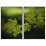 Gröna lönnlöv - Botanisk växtposter i två delar