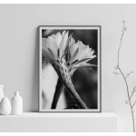 Simple Flower - Black and White Poster