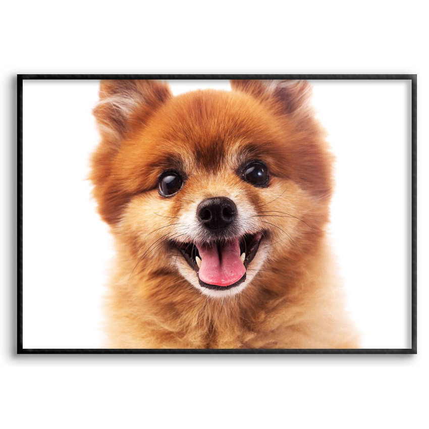 Söt hund - Enkel poster med vit bakgrund