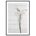 Simpel växtposter - Botanisk plansch