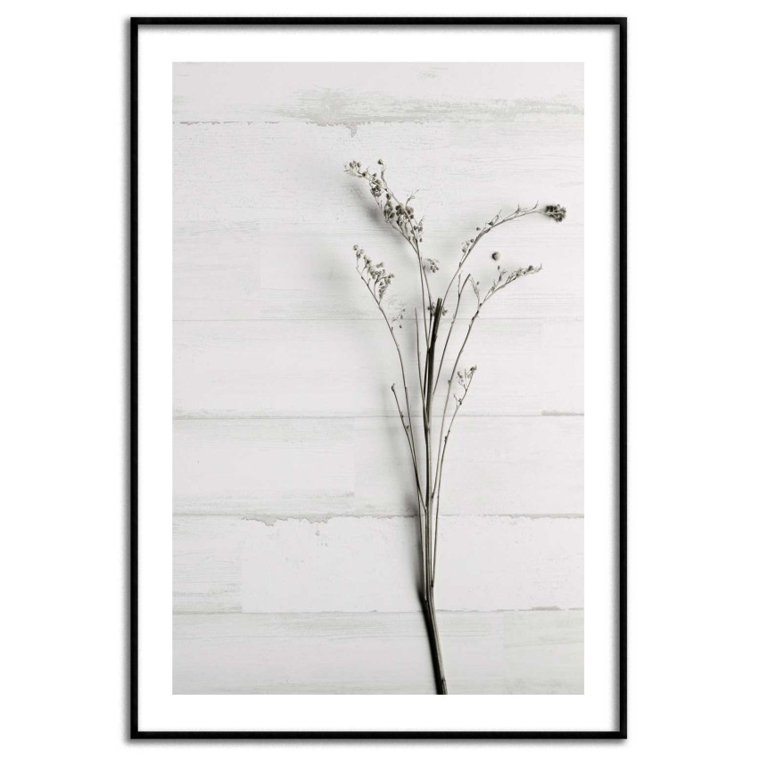 Simpel växtposter - Botanisk plansch