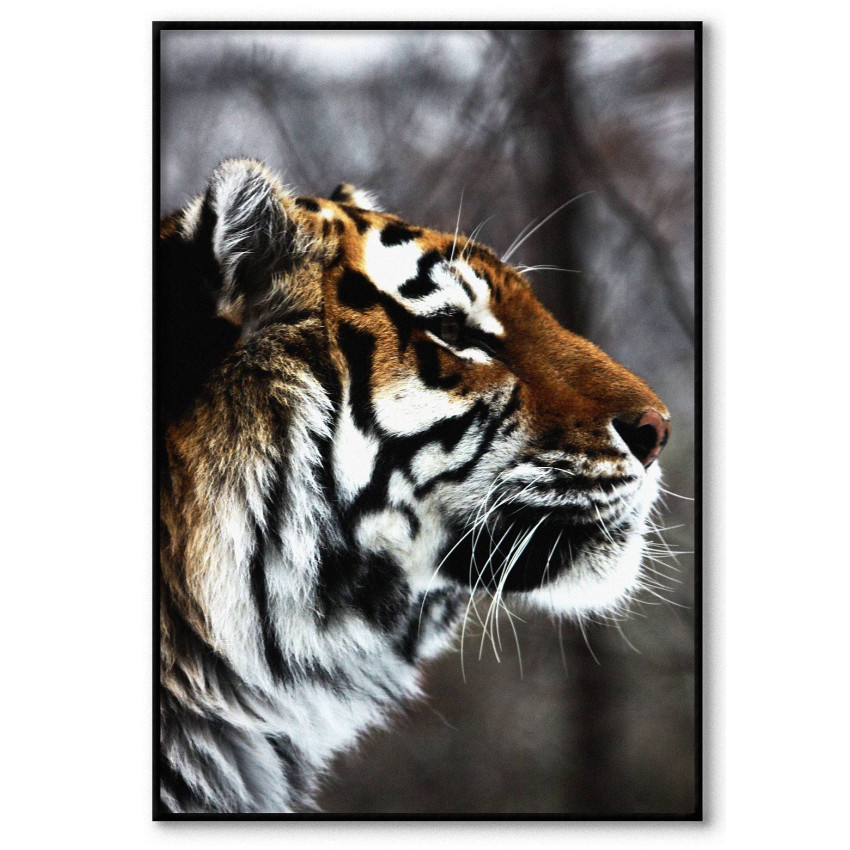 Tiger photo - Simple poster