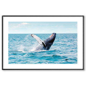 Valfena puckelrygg - Enkel poster