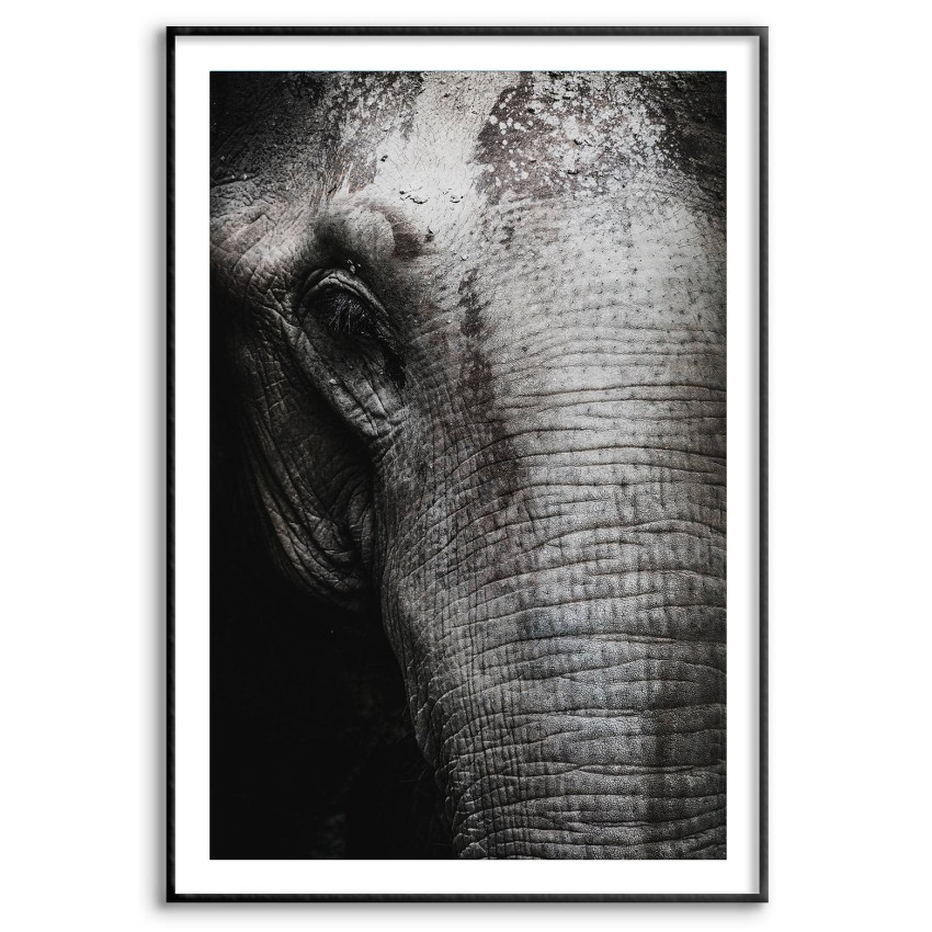 Elefant i närbild - Snygg & enkel poster