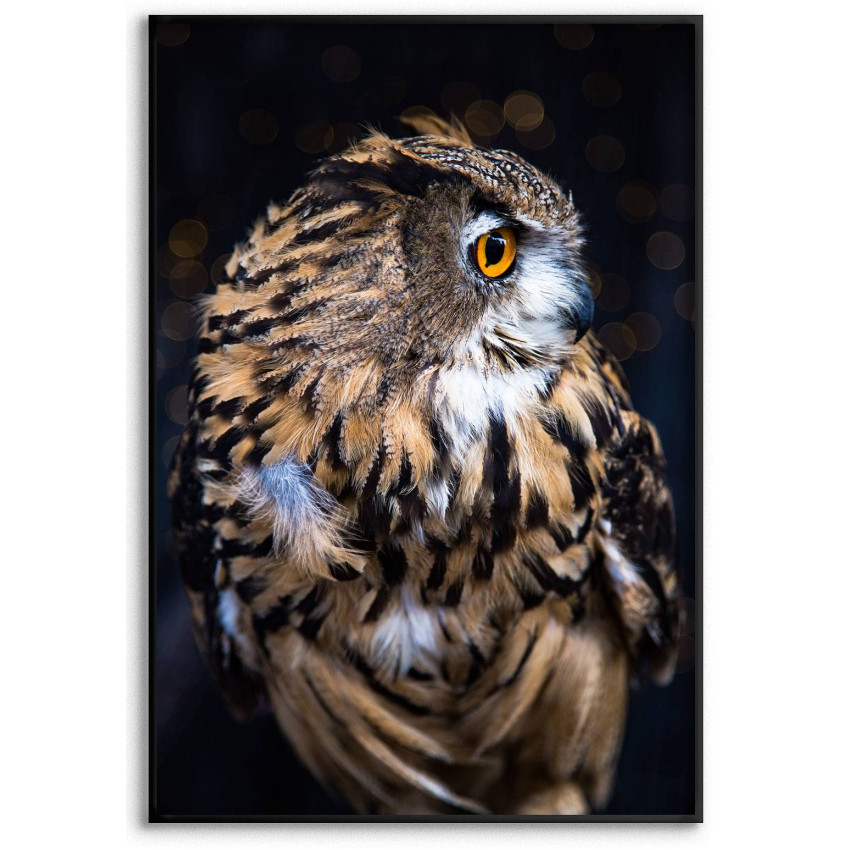 Uggla i närbild - Enkel poster