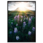 Poster - Äng av blommor i solnedgång